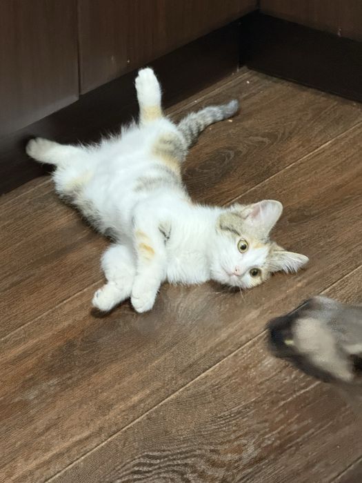 Отдам котенка в добрые и заботливые руки