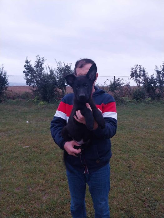 Vand  pui Ciobanesc German