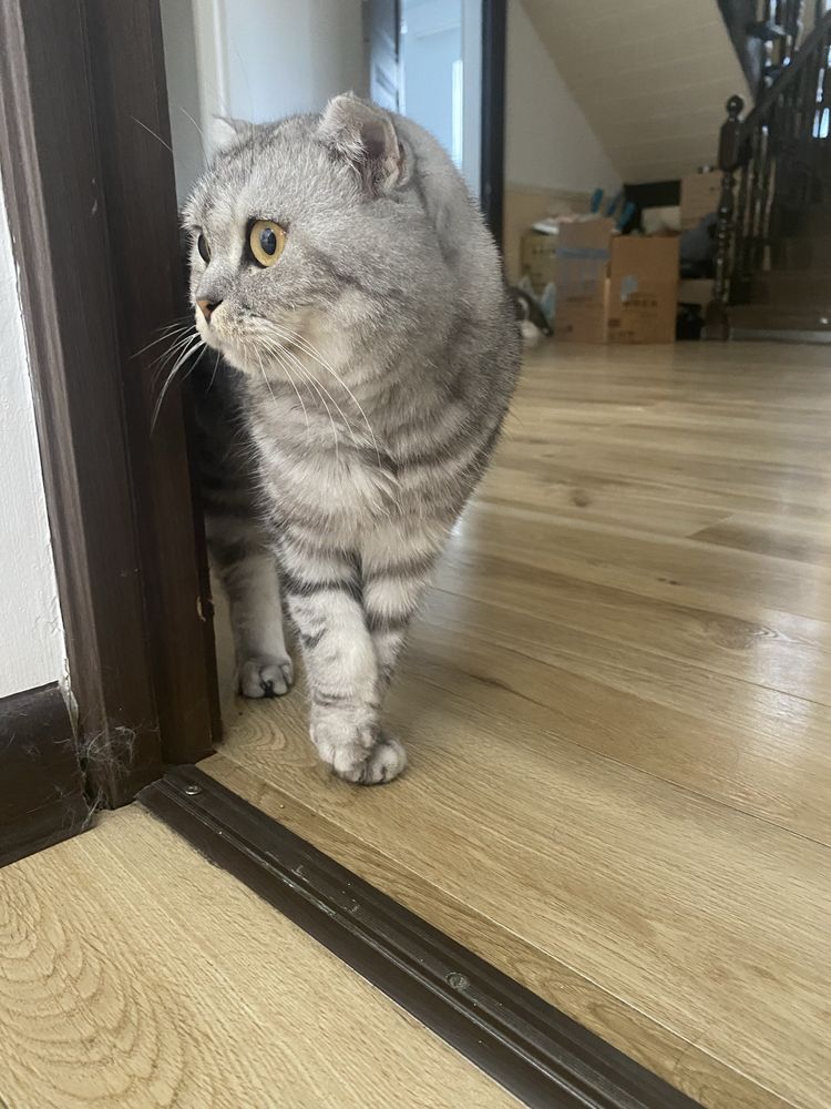 Ласковую кошку скоттиш в добрые руки