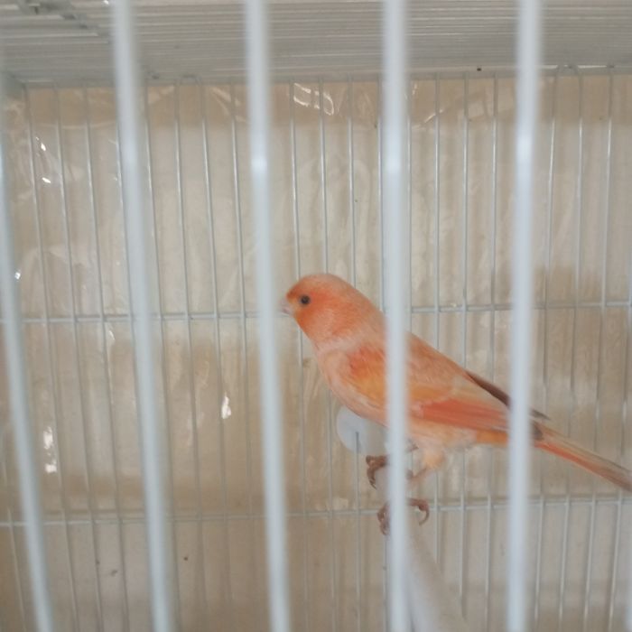 Нар мода канарейкала сотилади мода бир марта ишланган нар 9 ойлик