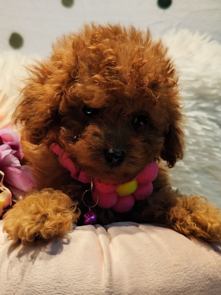 Пудел Той  / Toy poodle   Родословни