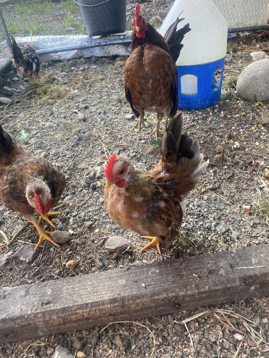 Gaini serama vand sau schimb