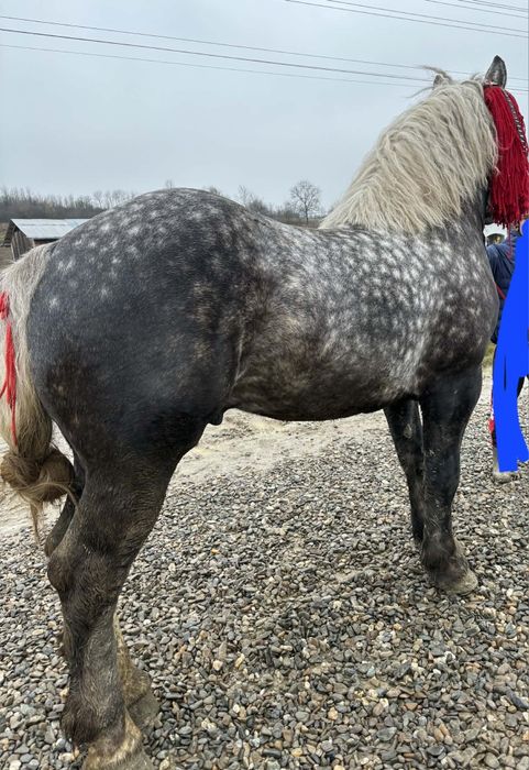 De vânzare armăsar,