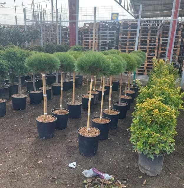 Plante Decorative, de exterior pentru o Gradina de Vis