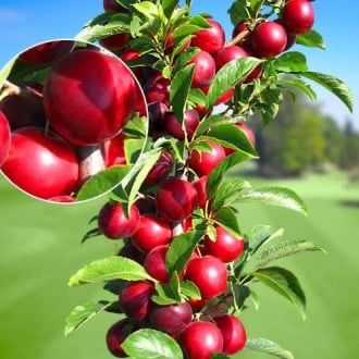Pomi fructiferi columnari pe rod