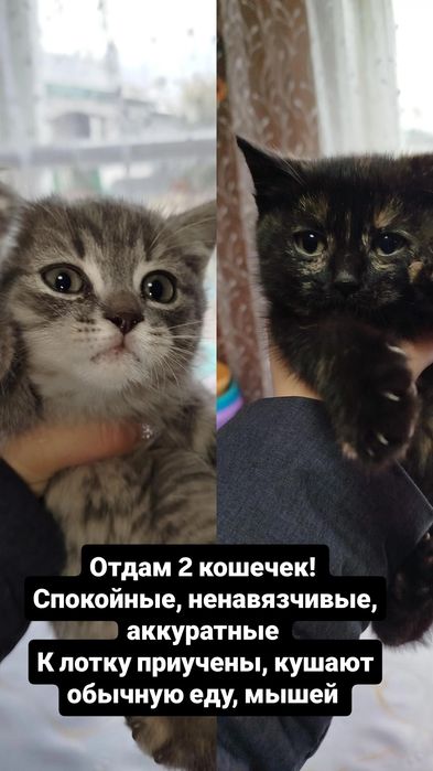 Отдам котят бесплатно