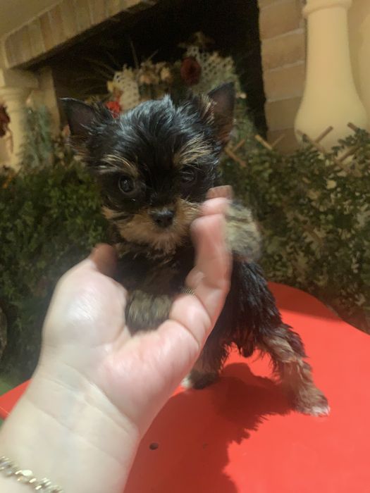 Yorkshire. Terrier fetita