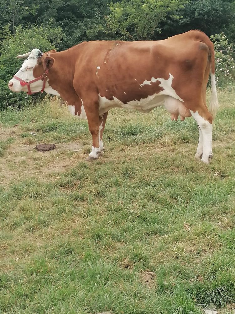Vaca de vanzare.