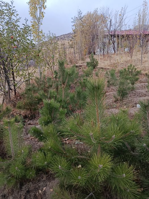 Крим арча кучатлари сотилади, 75 - см до 3 метргача, арчалар табиий