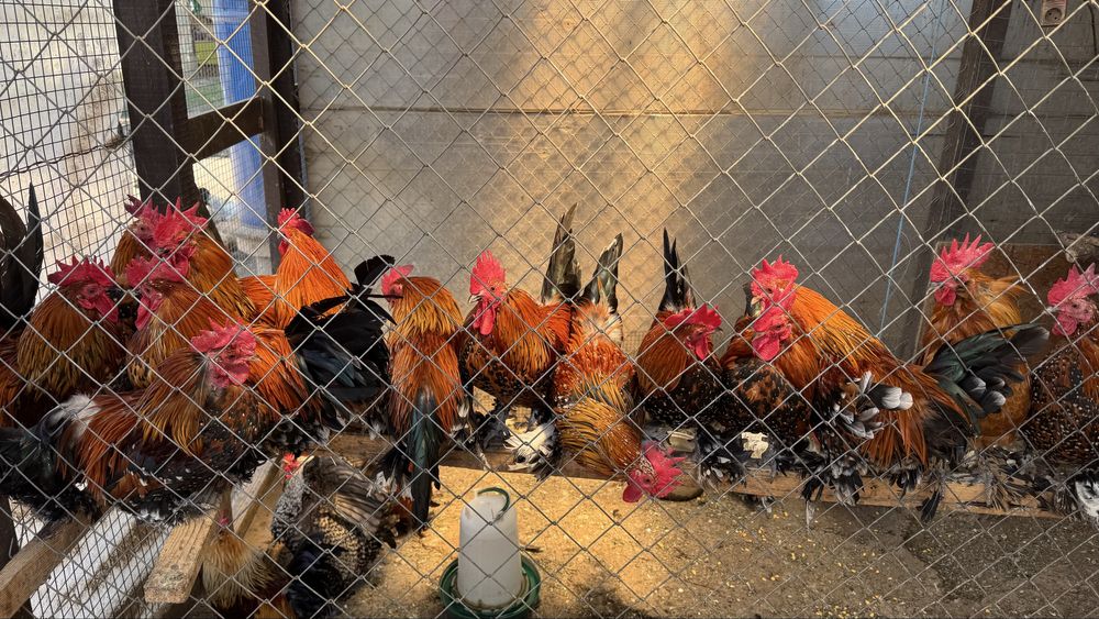 Mii de flori auriu portelan pe rosu