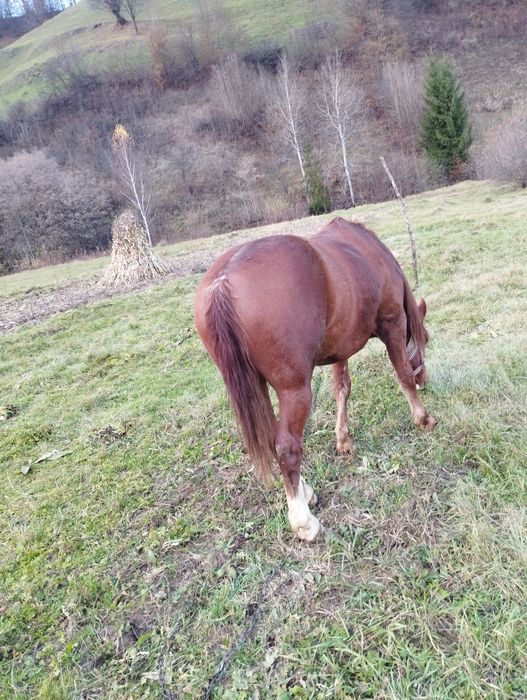 Vând cal bland,puternic.