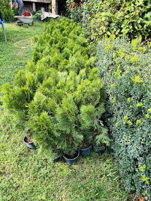 Plante din pepiniera, ienuperi, tuia pitica, brazi argintii, buxus glo