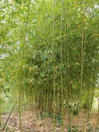 Bambus de vanzare