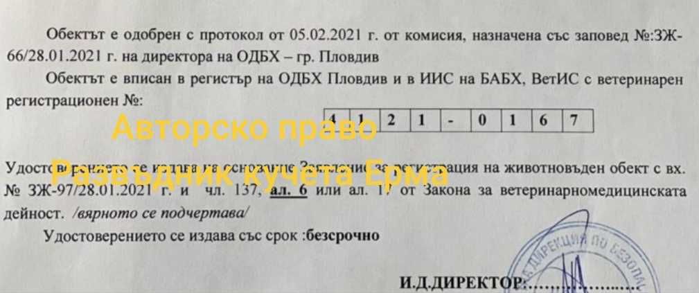Френски булдог на 55 дни