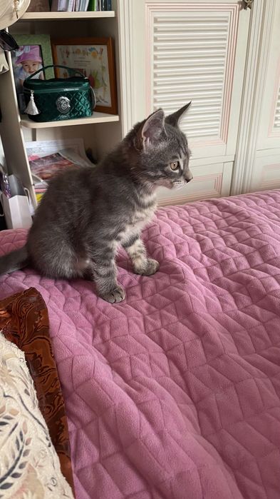 Котенок мальчик бесплатно