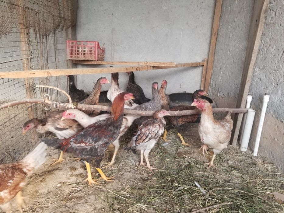 Dakan tovuq xorozlar