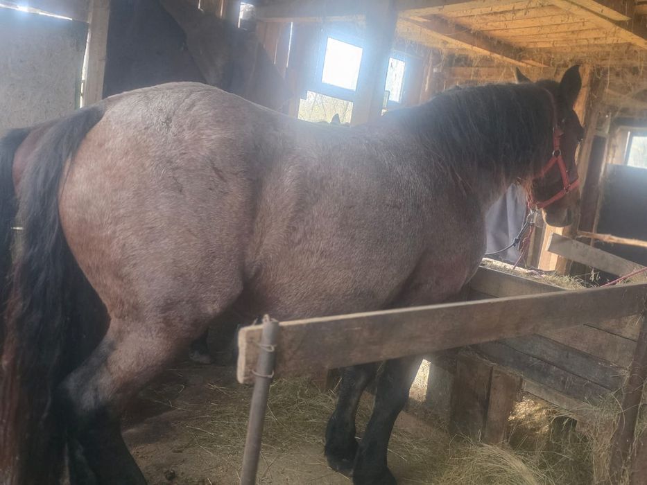 Vând două iepe semigrele