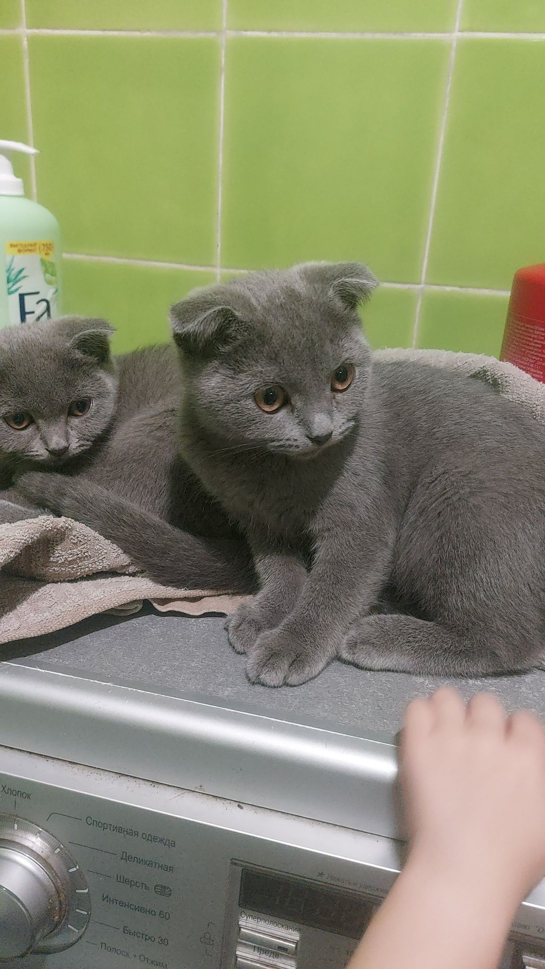 Отдам в добрые руки