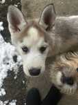 Vând câine Husky Siberian