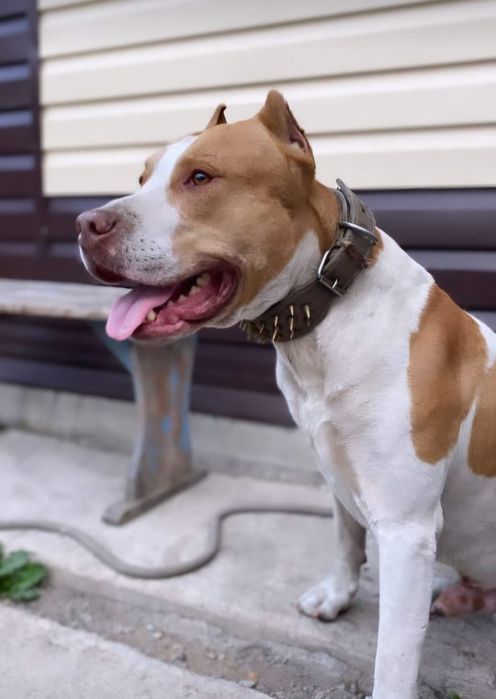 Кабели американских питов на вязку