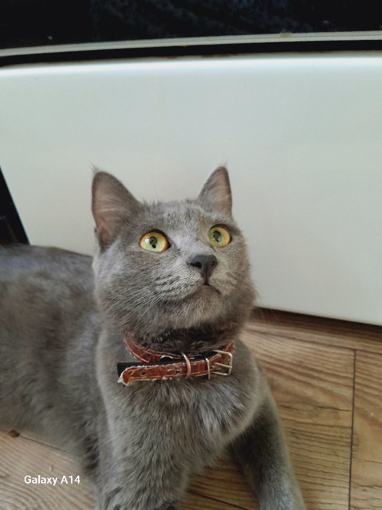 Котенок скоттиш страйд вислоухая и скоттиш фолд