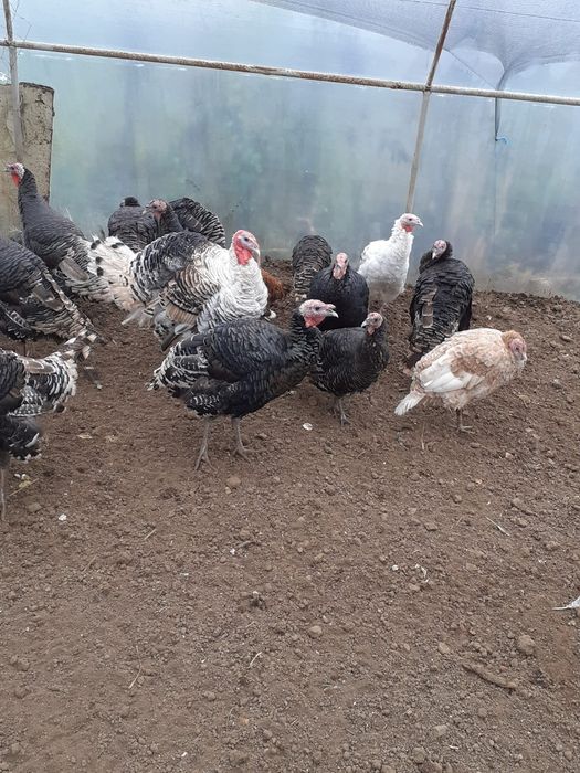 Curci și curcani  de vânzare               .