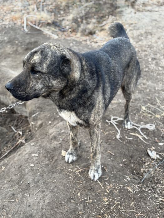 Алабай Ит сатылады.