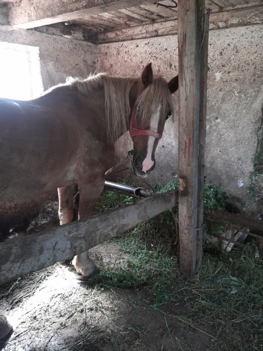 De vanzare iapa 9 ani