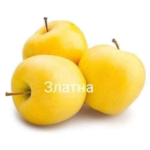 Фиданки от каталпа
