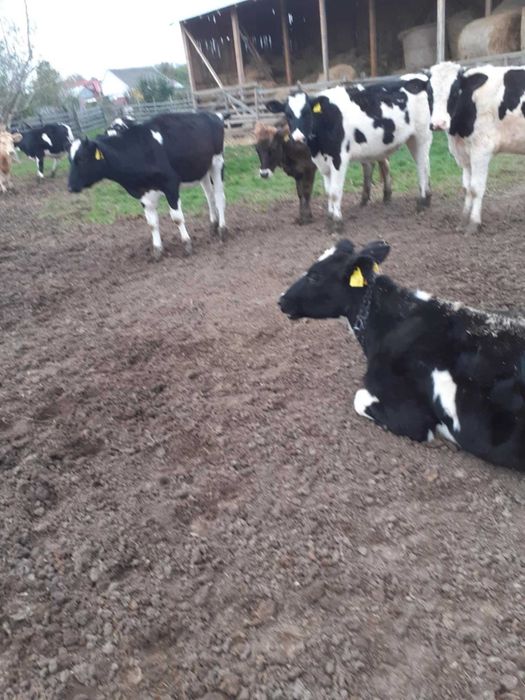 Junele baltate si holstein