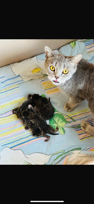 Полукровка Британец мальчик котенок