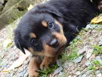 Pui de rottweiler