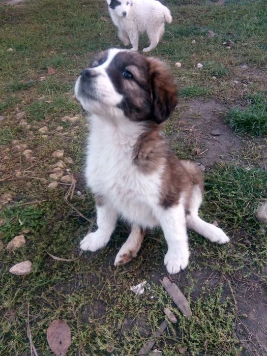 Подарявам 2 кученца каракачанки