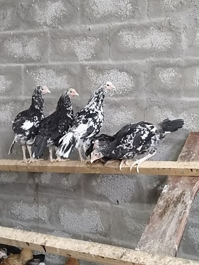 Продам курочеч " астролорпы"