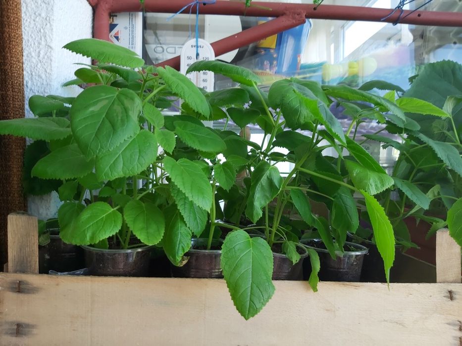 Rasad de paulownia