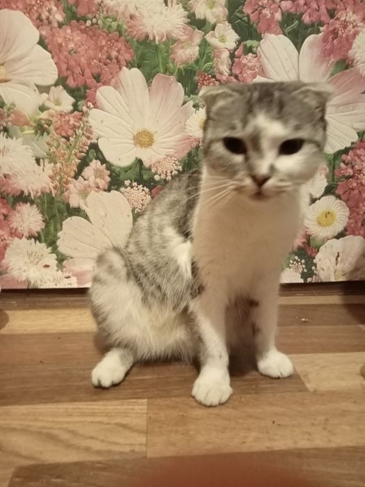 Отдам в добрые руки кошечку