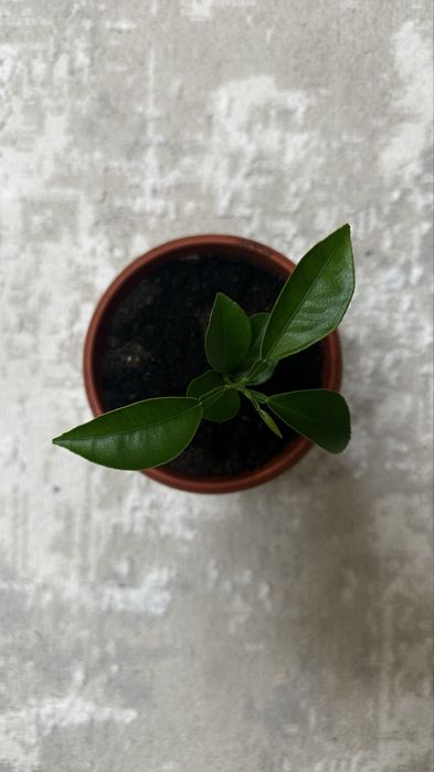 Апельсиновое дерево в горшке