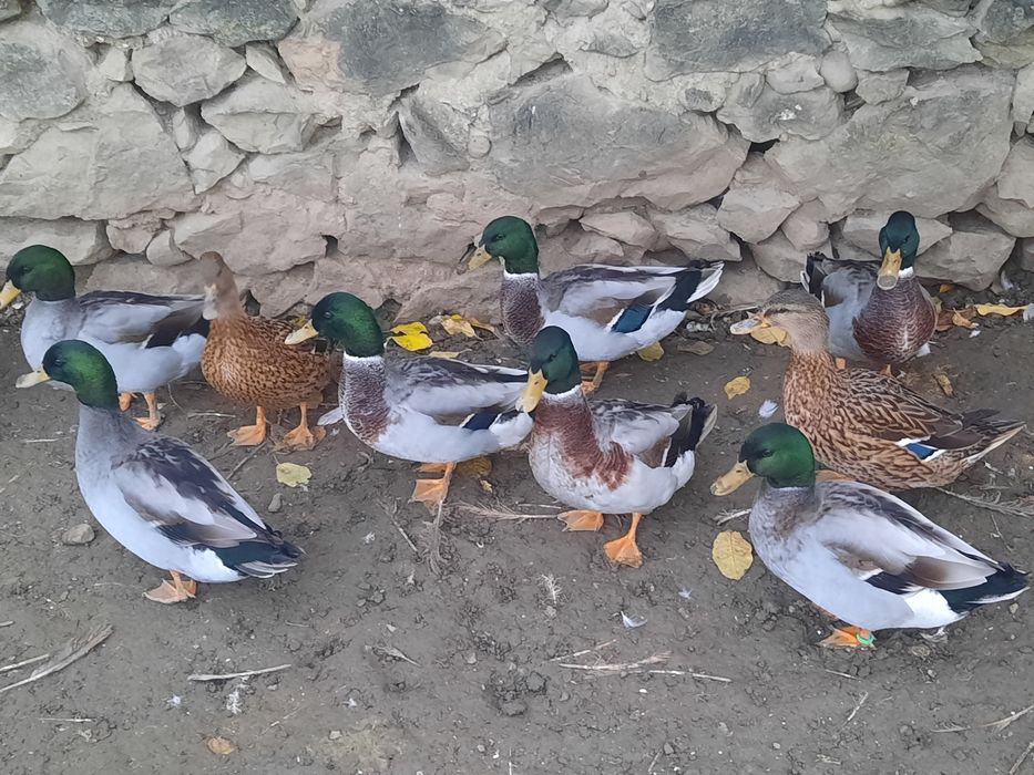 Rate pitice (4 ratoi disponibili)