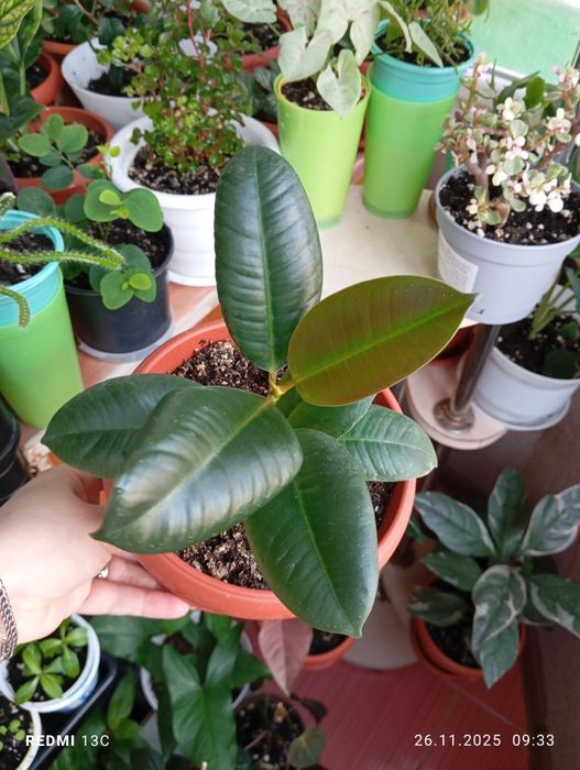 Продам цветы комнатные