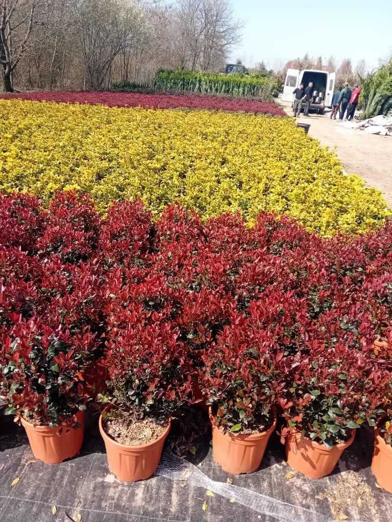 Prunus photinia evonimus de terasă