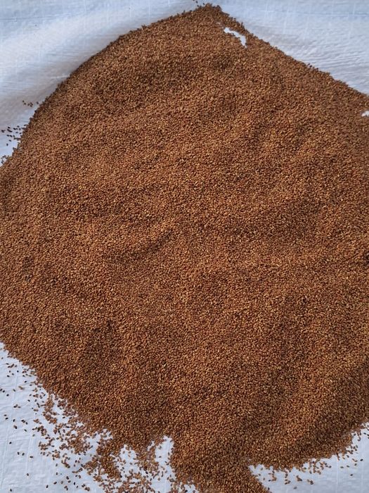 Vând semințe de lucernă