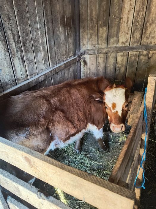 Vând 2 tăuras si o viței