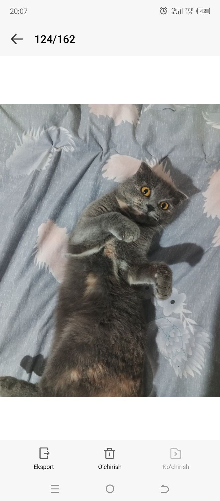 Scottish fold qornida bolasi bor