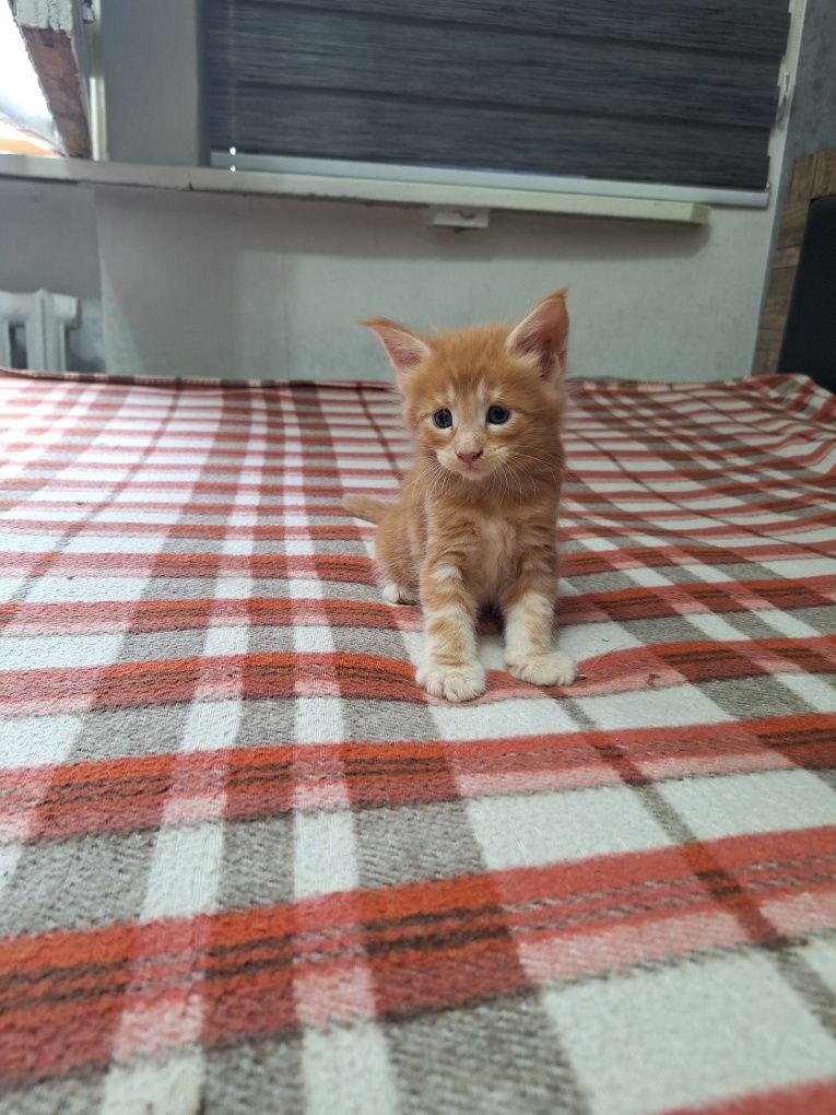 Котята породы Мейн-кун, раннее бронирование!