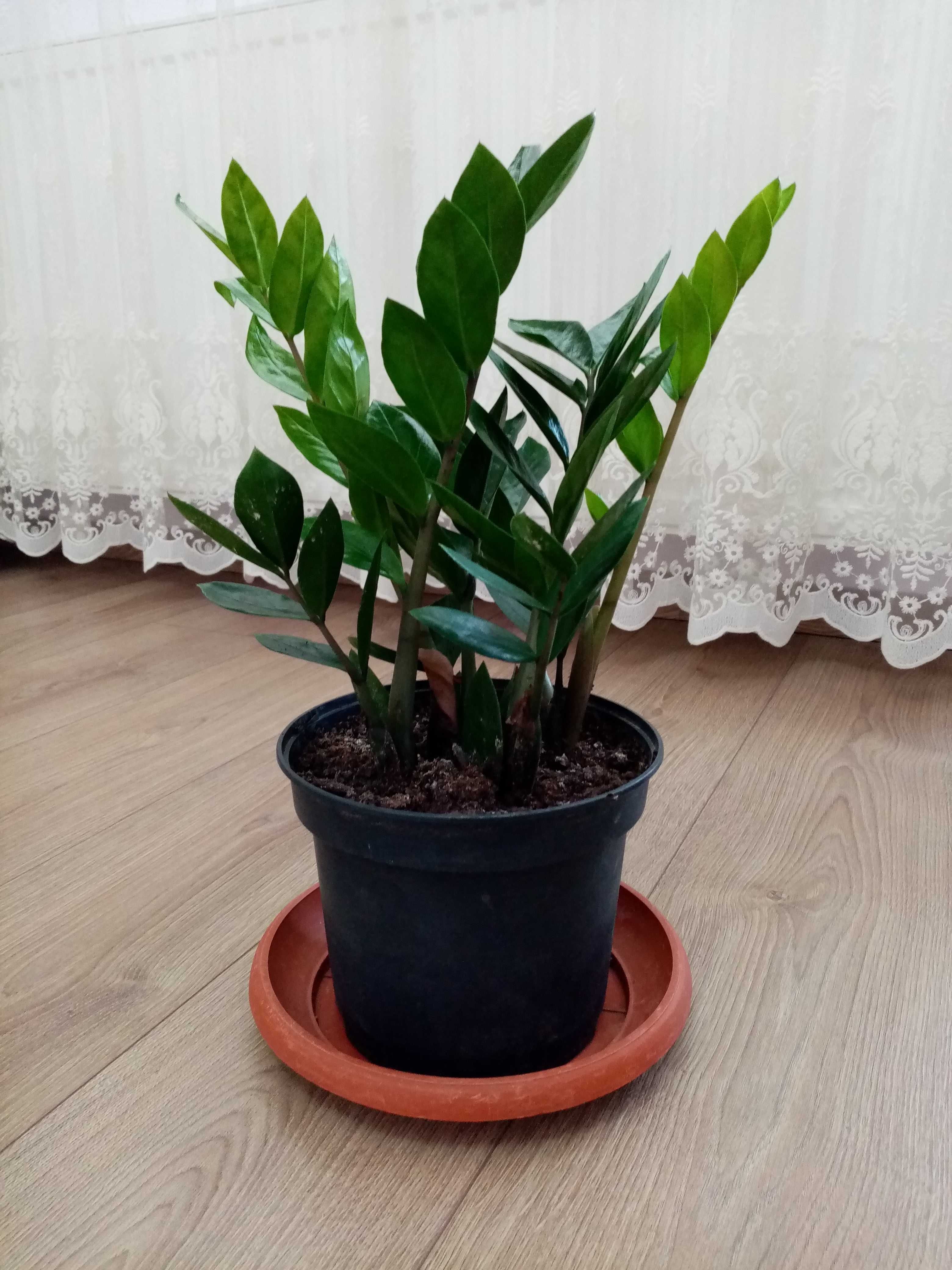 Vând plante exotice superbe "Zamioculcas" - Planta banilor - eternă