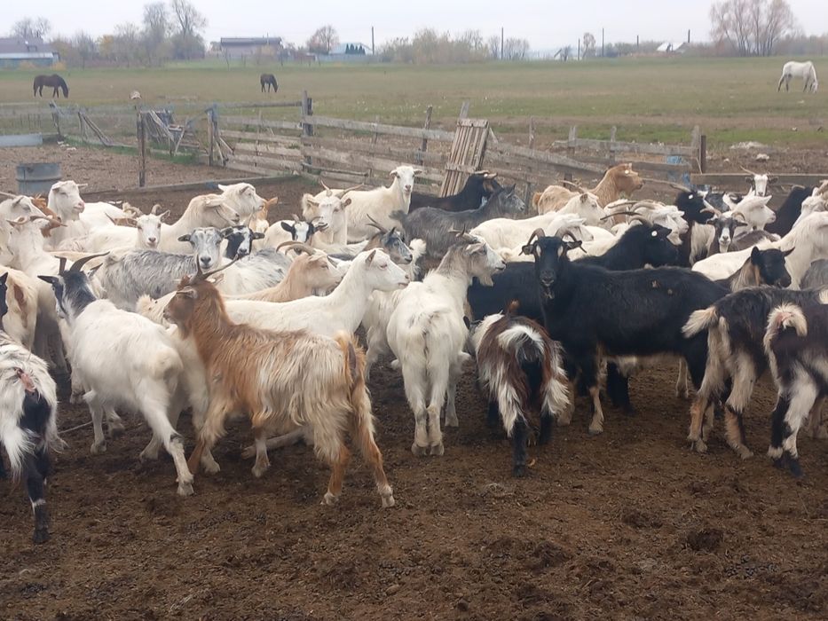 50 de capre de vinzare