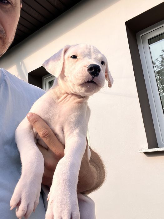 Mascul Dog Argentinian