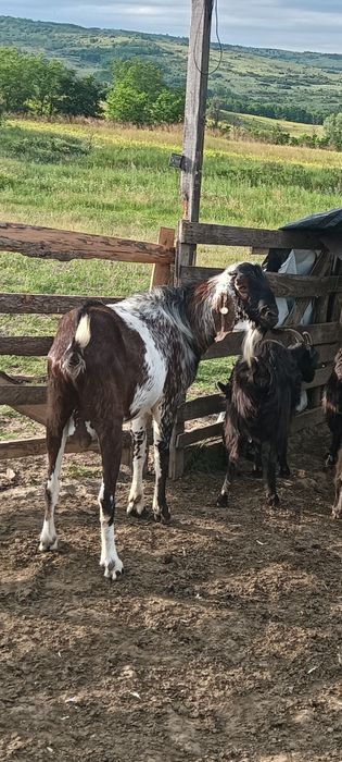 Țap anglonubian de 3 ani!