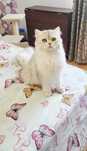 British longhair cu pedigree fetita
