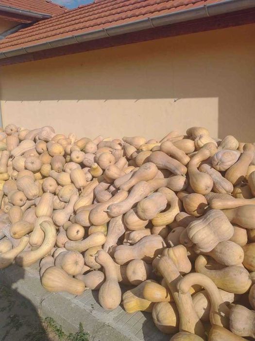 Продавам тикви цигула 450 лв. за тон. 200 лв.за животни. Белена 2лв.